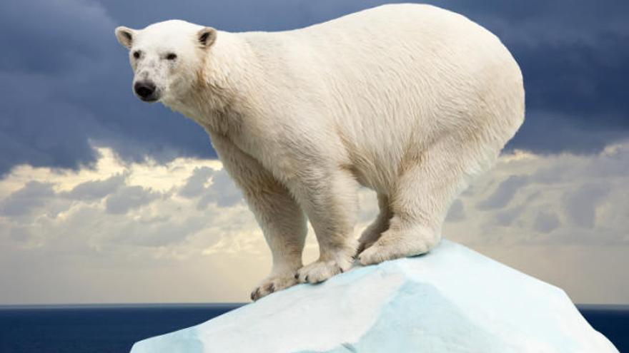 Los osos polares están viendo cómo se reduce su hábitat de forma progresiva.