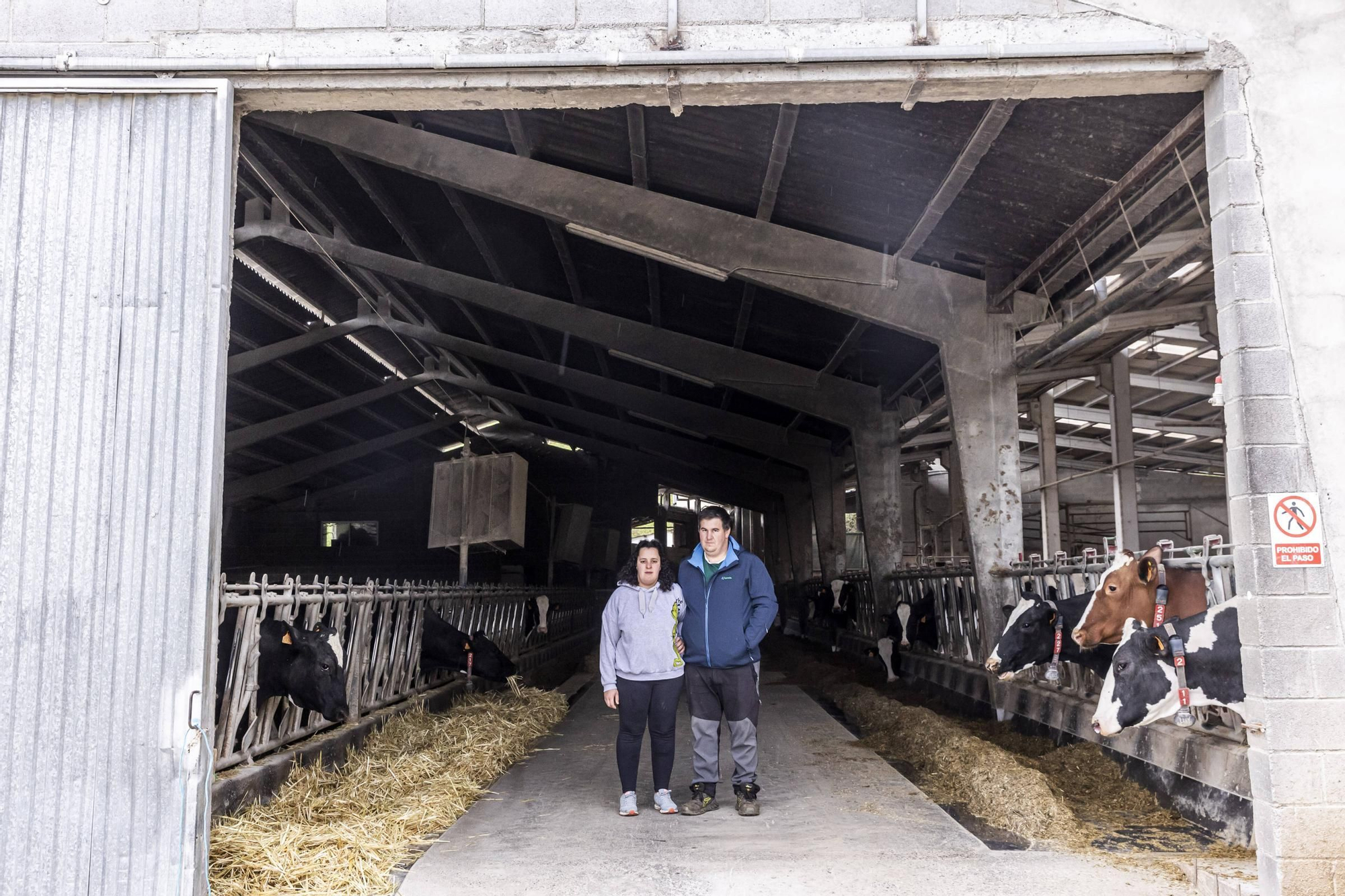 En imágenes | Un viaje por el drama de las vacas de Tineo