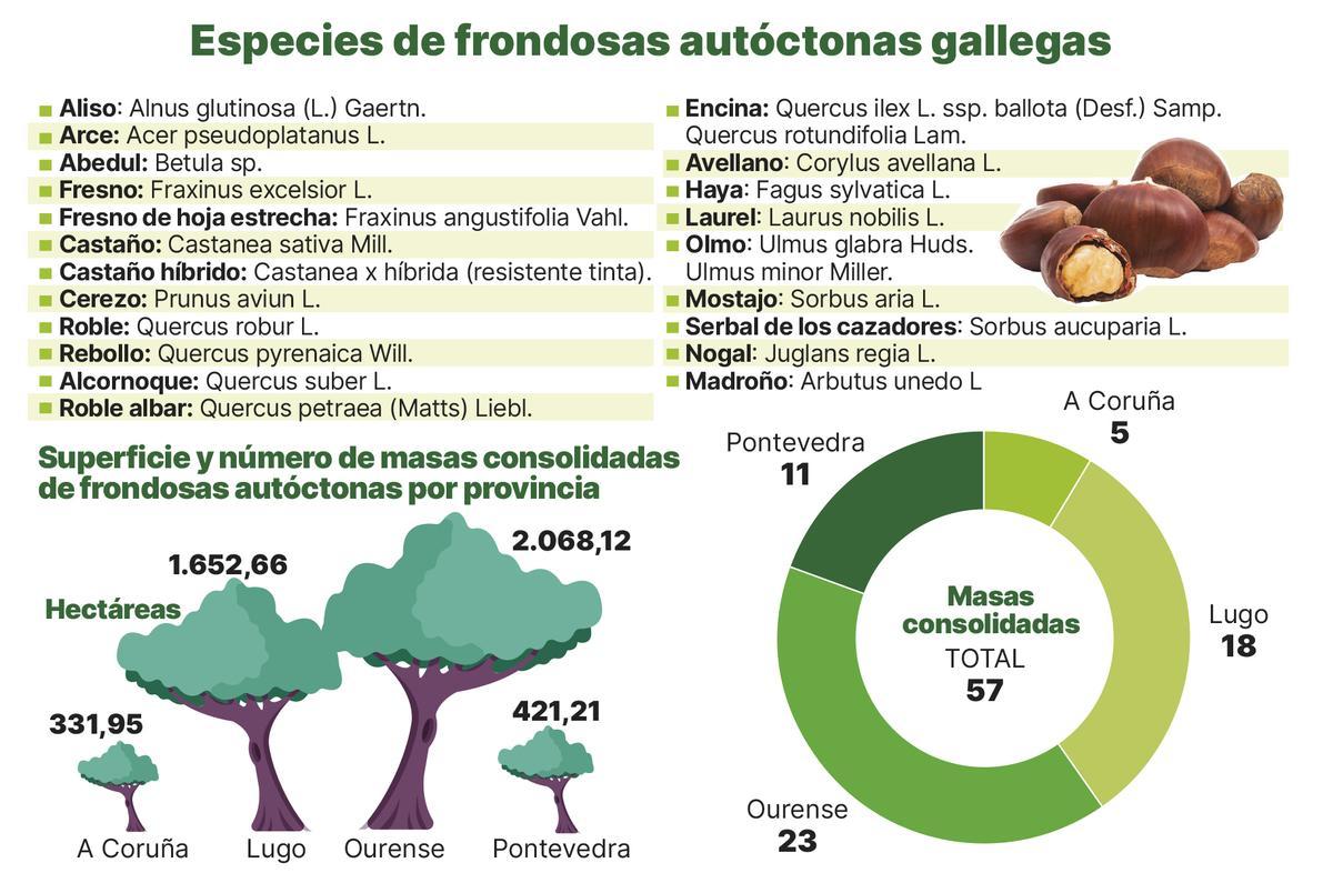 Especies de frondosas autóctonas gallegas