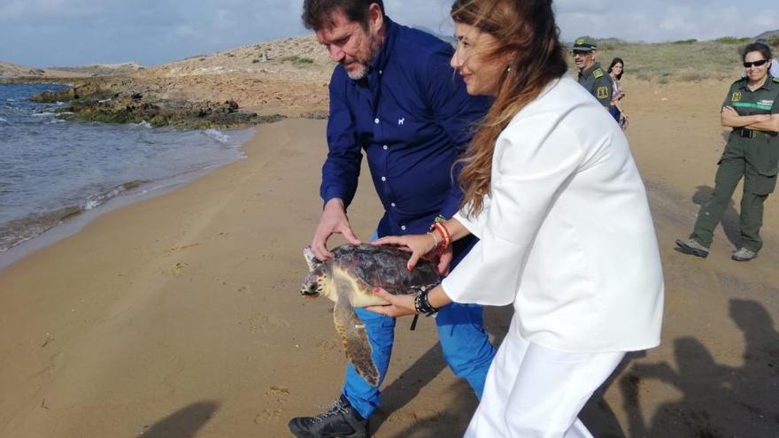 Liberan dos ejemplares de tortuga boba en Calblanque