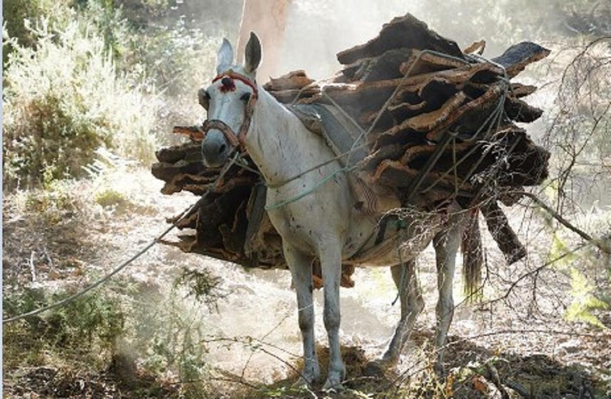 La orografía del Valle del Genal hace necesario el uso de mulos para transportar las corchas.