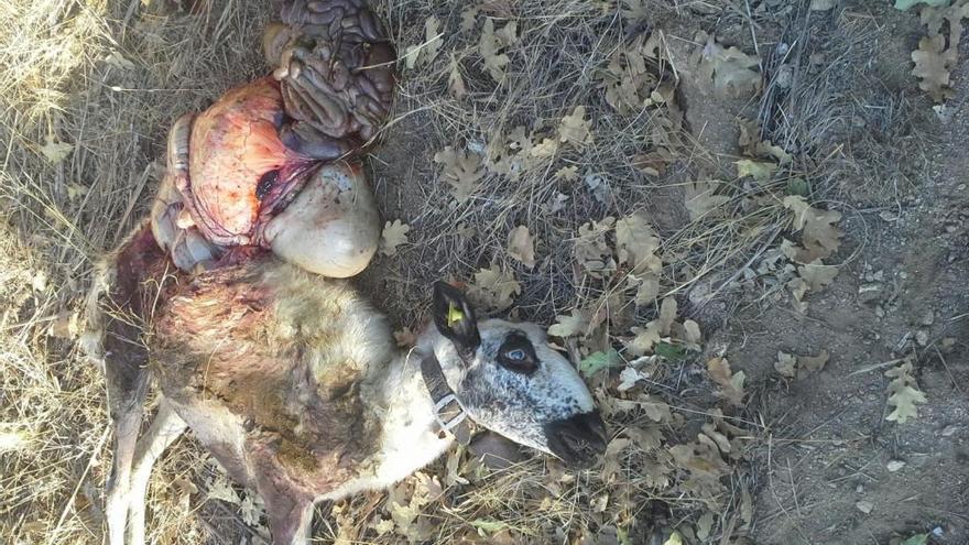 Una nueva lobada se salda con dos ovejas muertas en Fresnadillo