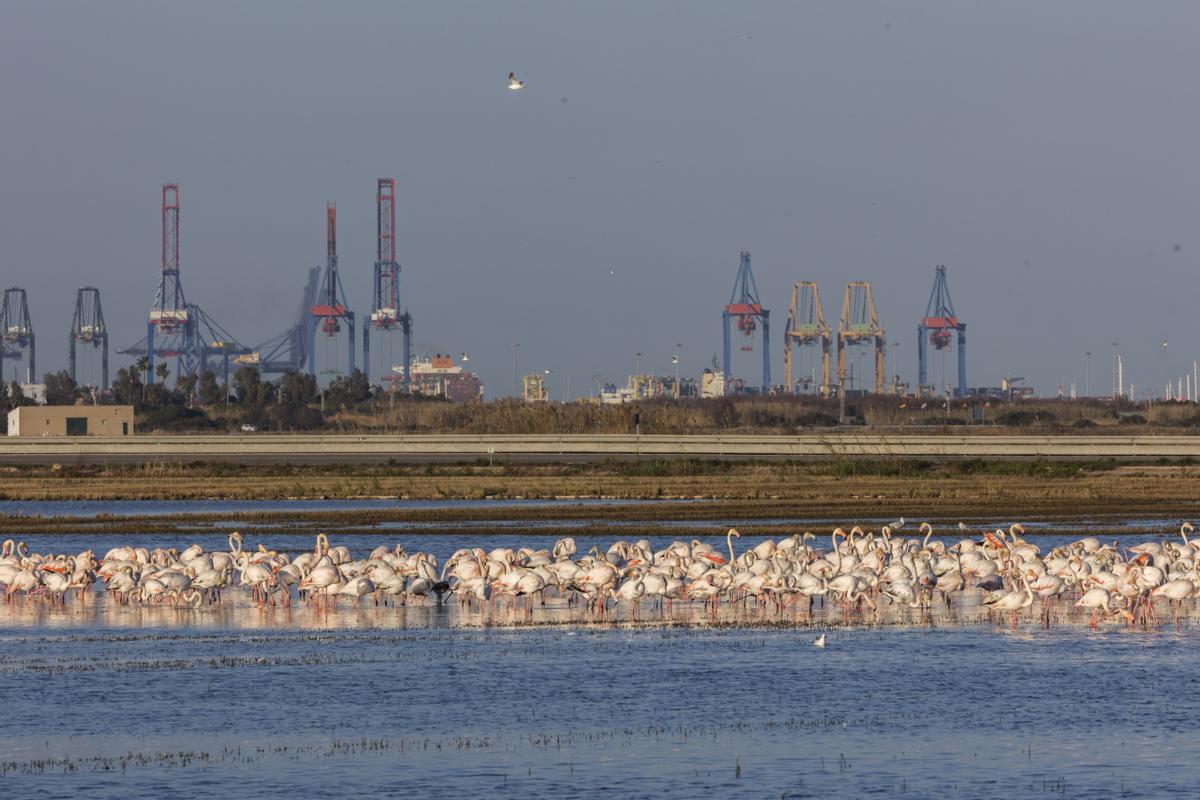 Flamencos, con las instalaciones del puerto al fondo.