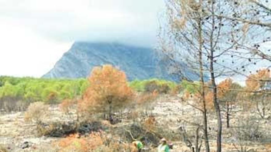 Xàbia empieza a talar los pinos quemados de la zona de la Plana