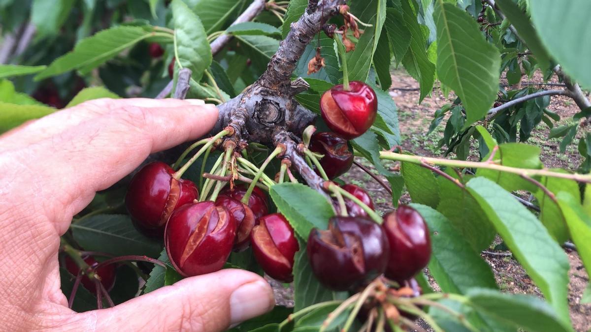 Las cerezas de Villena se han rajado por el exceso de lluvias que ha traído la DANA.