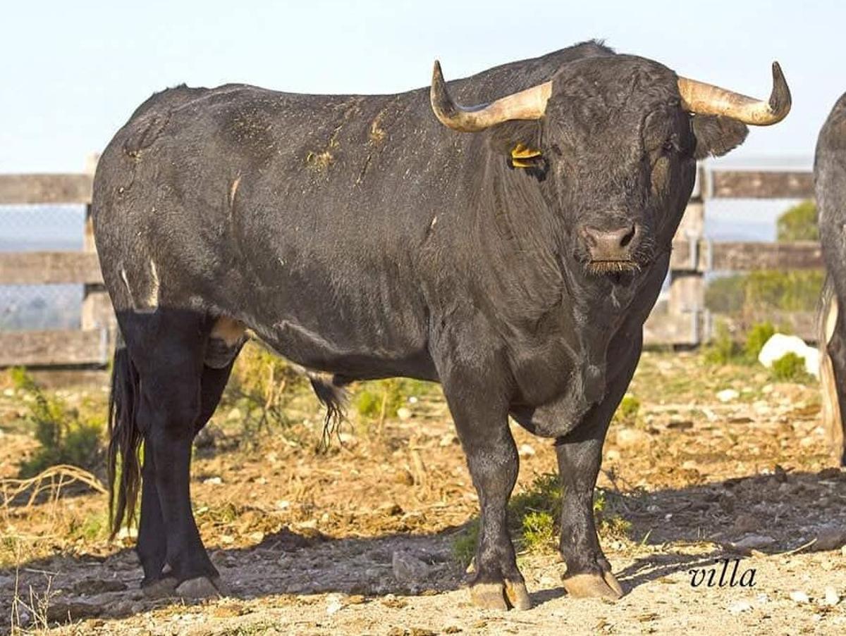 Toro con el número 12 de La Jotera.