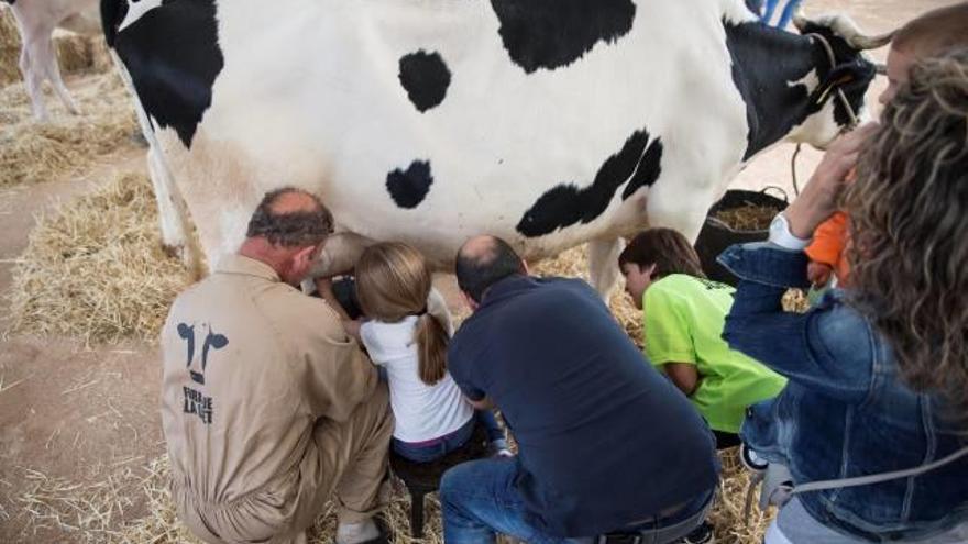 Ramaders ensenyen a uns nens com es muny una vaca.