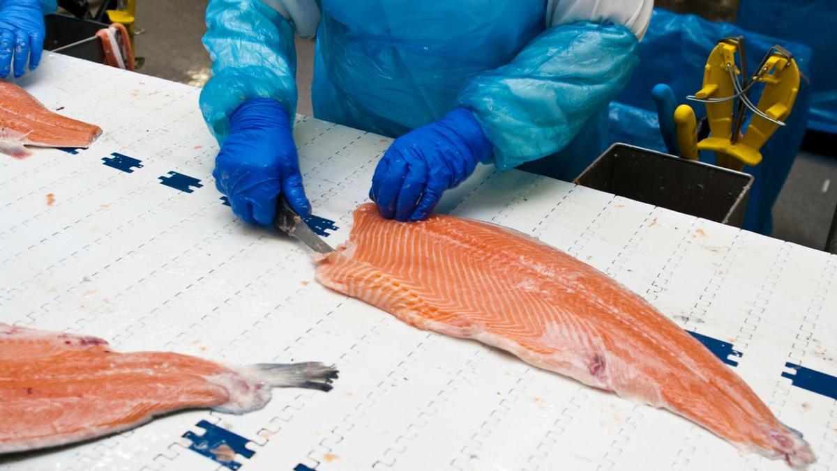 Los salmones de piscifactoría suelen ser sordos por la forma de cría