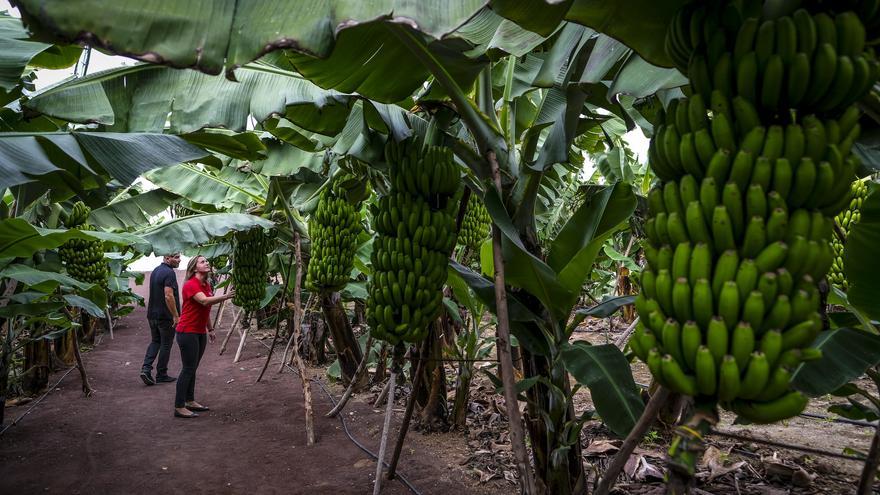 El plátano ya cuenta con su primer museo didáctico y vivo de Gran Canaria