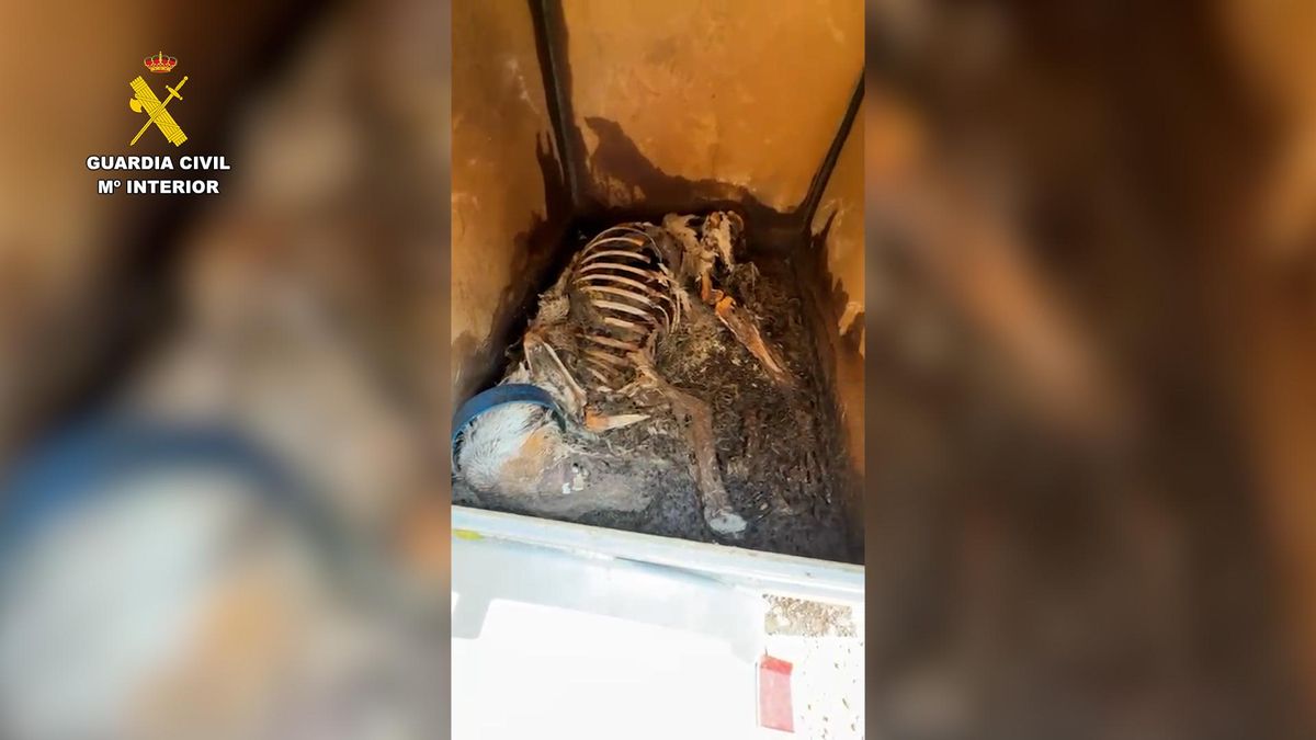La Guardia Civil investiga a un cazador de Tarragona por dejar morir a tres perros encerrados en remolques