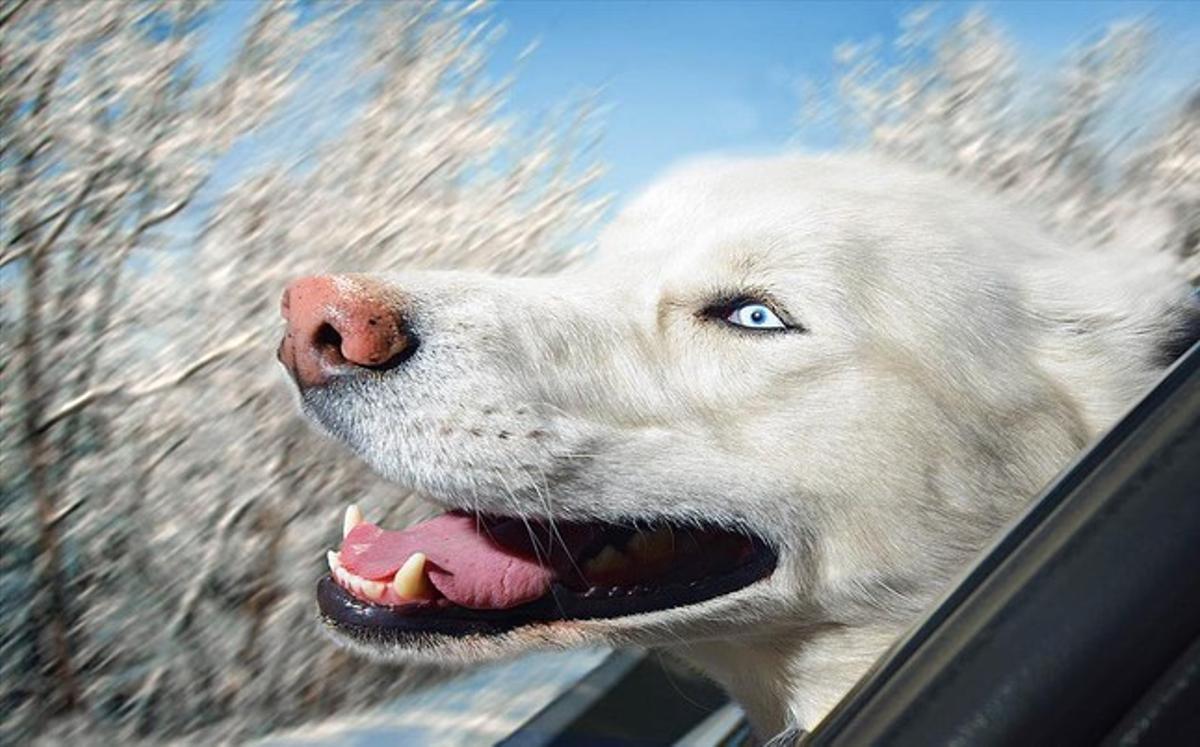 Imagen del libro ’Dogs in cars’