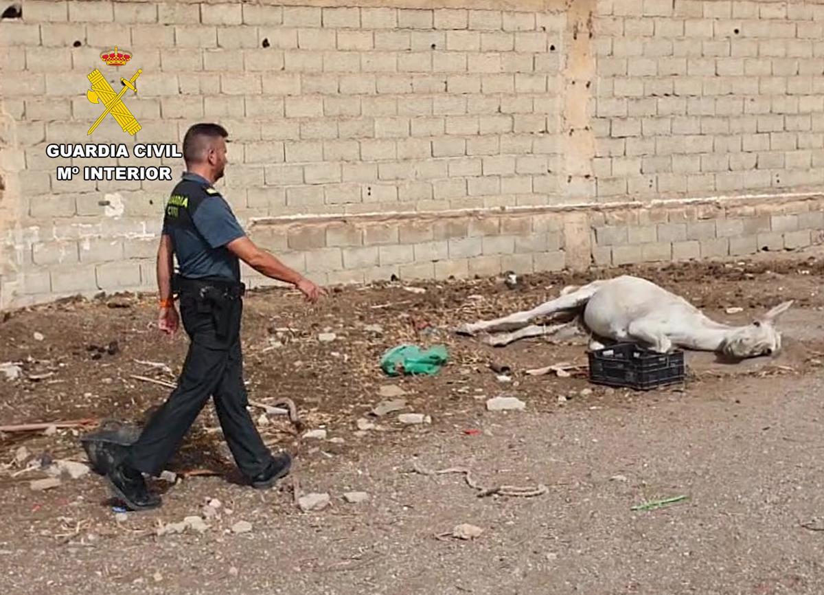 Un agente de la Guardia Civil junto al mulo que hubo que sacrificar.