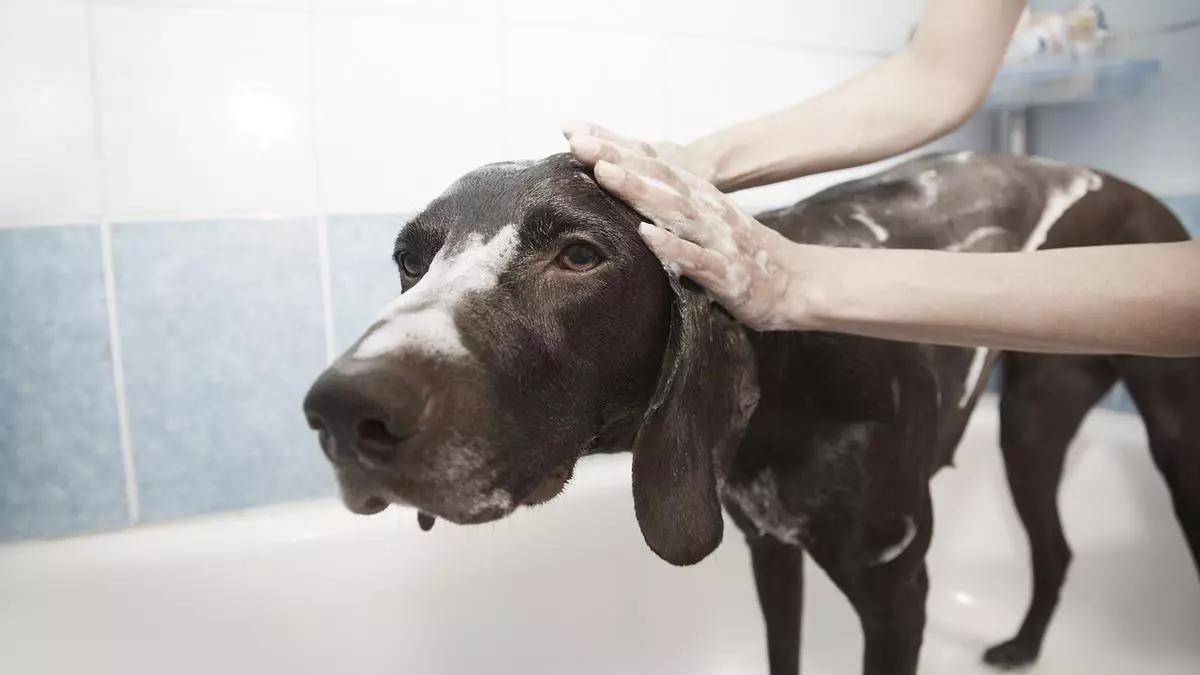 Cuando un perro recibe un baño vive una explosión de energía
