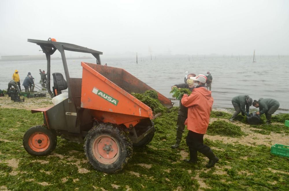 La agrupación de Carril limpia el manto verde de algas que arrastró el temporal Álex a la playa Compostela. / Noé Parga