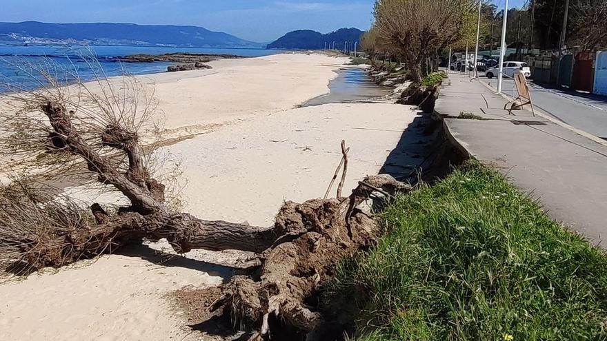 El tramo del paseo afectado por el “vaciado” del subsuelo y desde donde cayó este fin de semana un árbol a la playa de Agrelo.