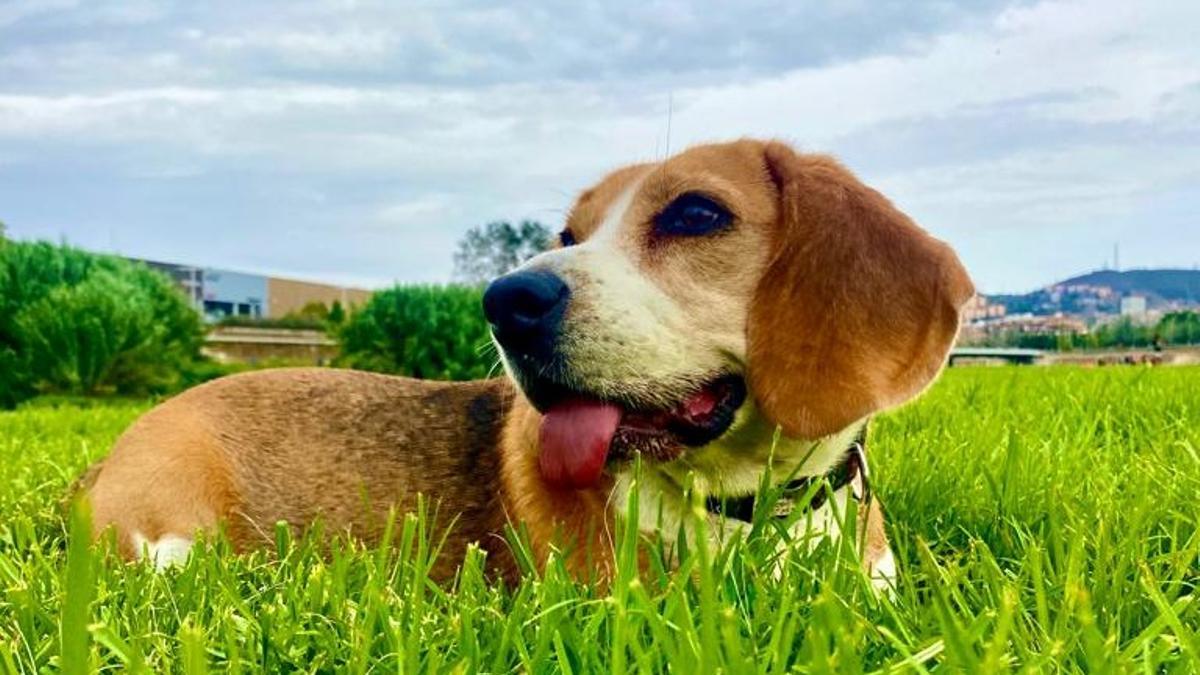 Vas a la última? Tendencias de hoy en día para perros