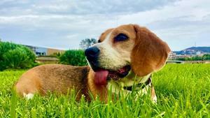 Un estudio revela que los perros responden mejor cuando sus dueños les hablan como bebés. 