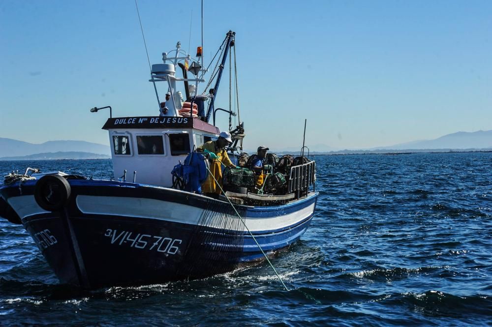 El pulpo, esquivo en Arousa