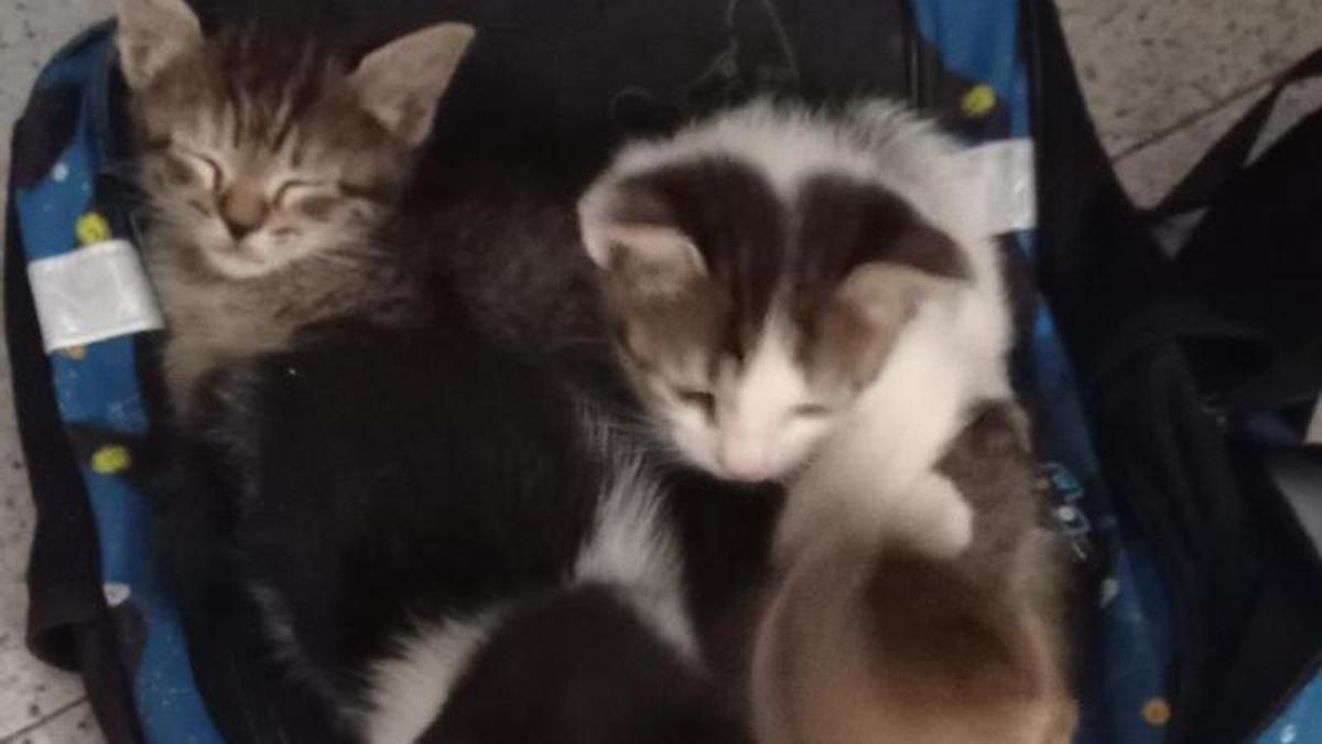 Gatos hallados en el interior de la mochila.