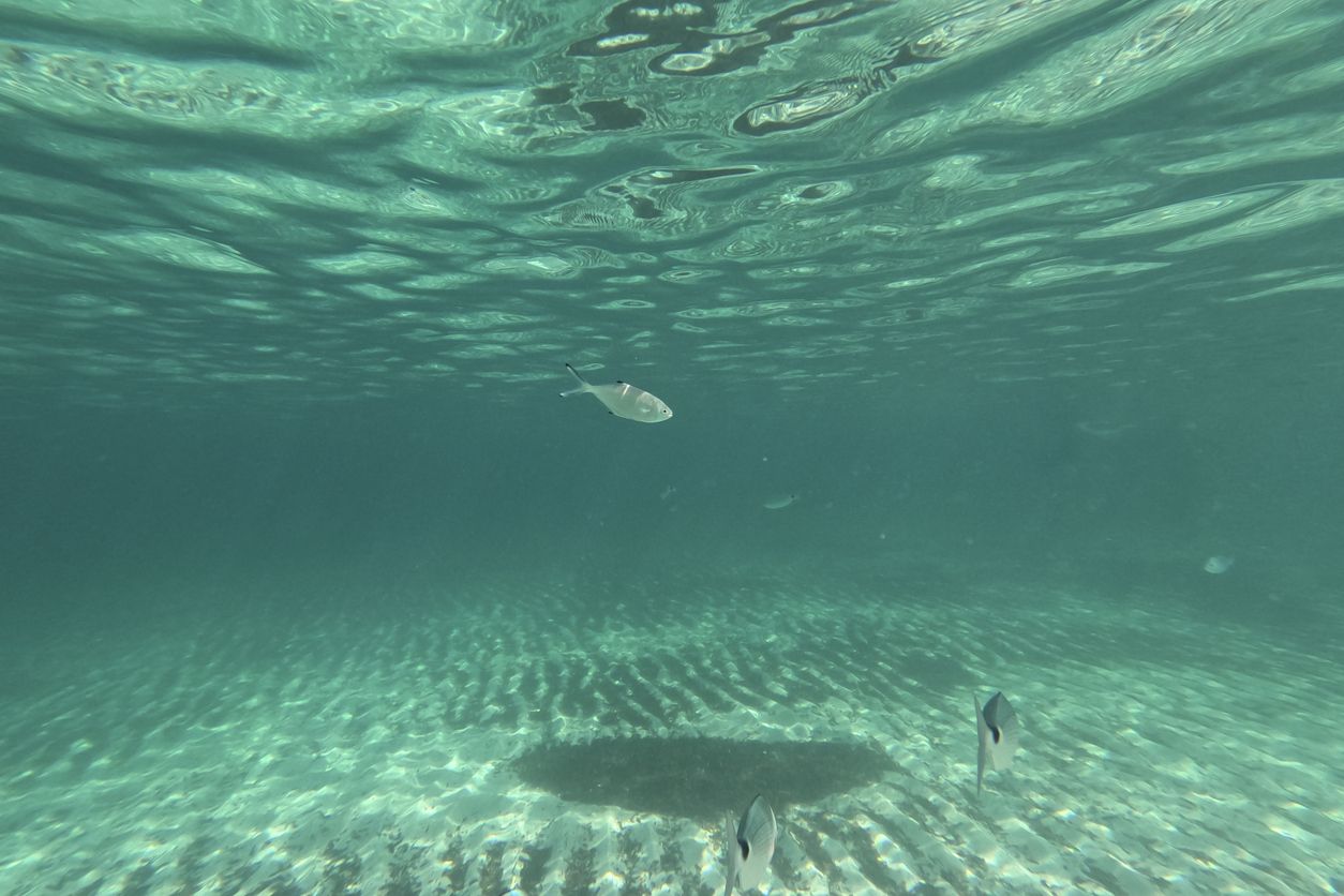 Esta zona es perfecta para disfrutar de los peces haciendo esnórquel.