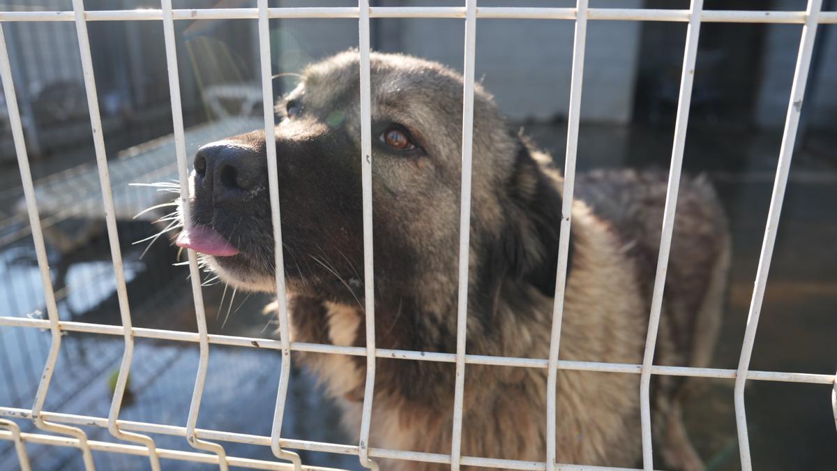 Perros para adoptar.