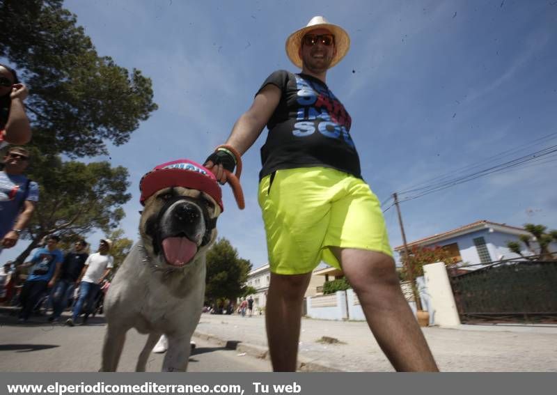 GALERÍA DE FOTOS -- Almassora celebra la romería de Santa Quiteria