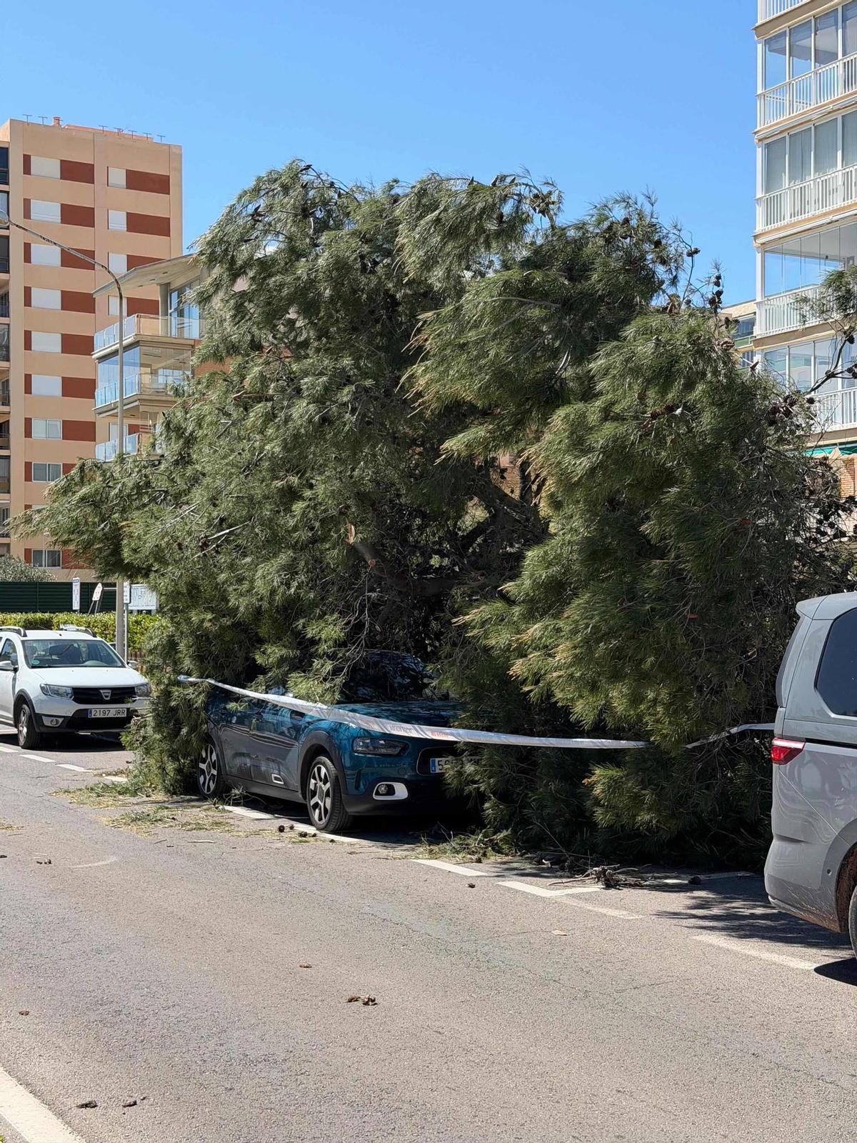 Imagen de un vehículo 'sepultado' por un árbol en Benicàssim.