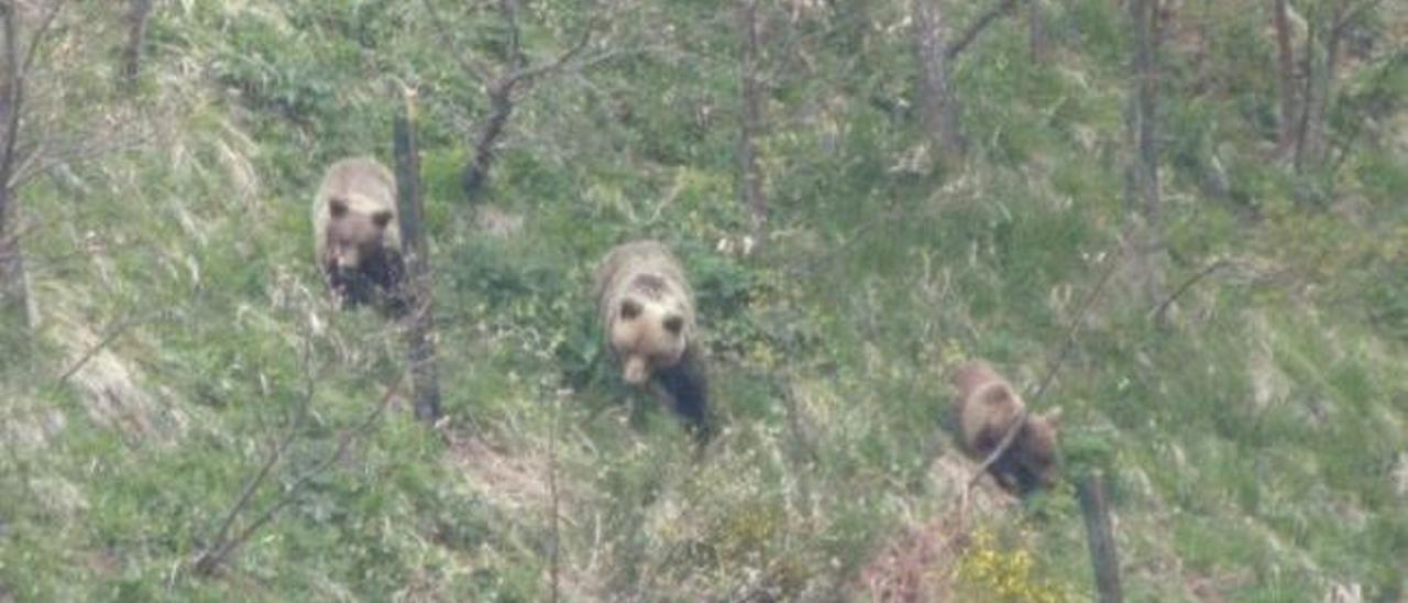 El 97% de los observadores de osos los grabarían comiendo pese a molestarlos