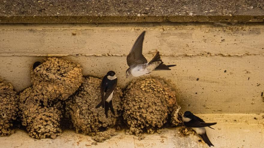 Los ecologistas de Monóvar alertan del peligro de extinción de las aves urbanas