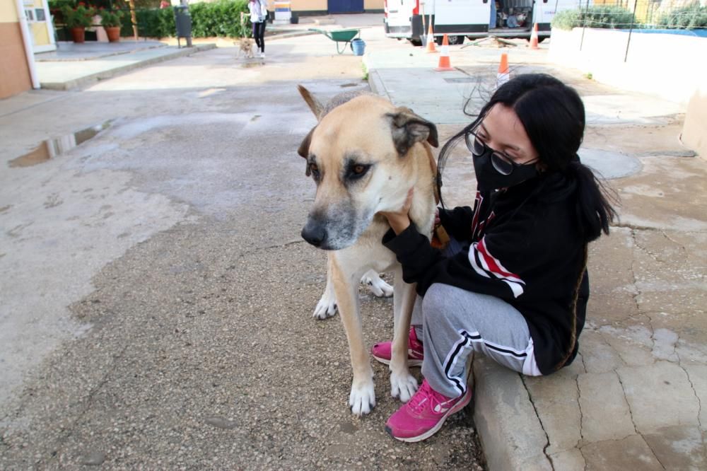 Los ingresos del refugio son destinados a la recuperación y subsistencia de perros y gatos.