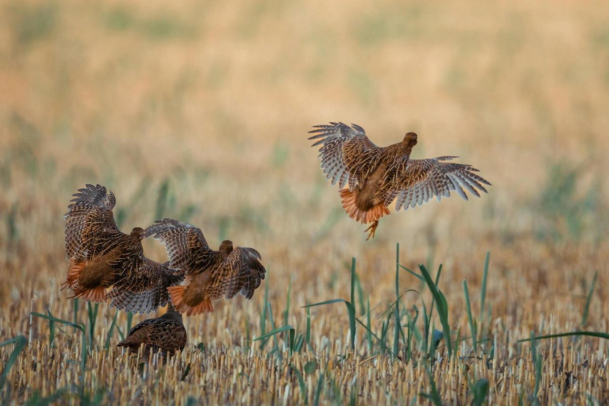 Perdices alzando el vuelo