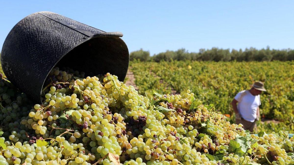 Recogida de la uva durante la última campaña en Montilla-Moriles.