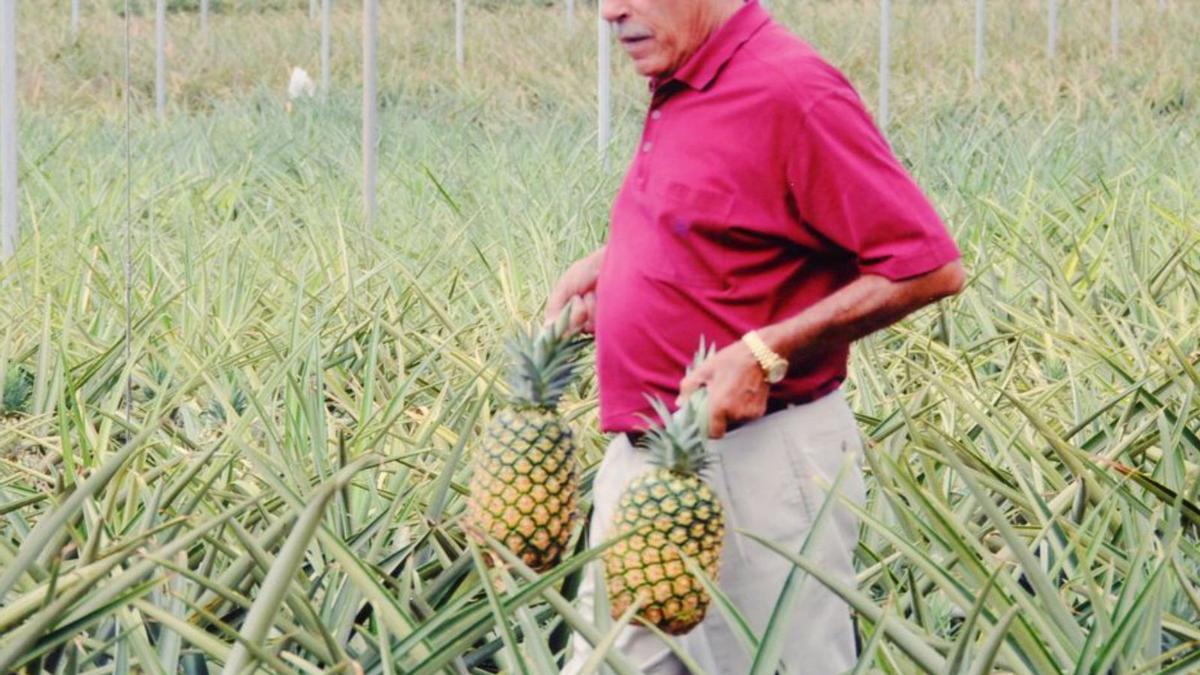 Félix Santiago, en su plantación de piñas tropicales. | | LP/DLP