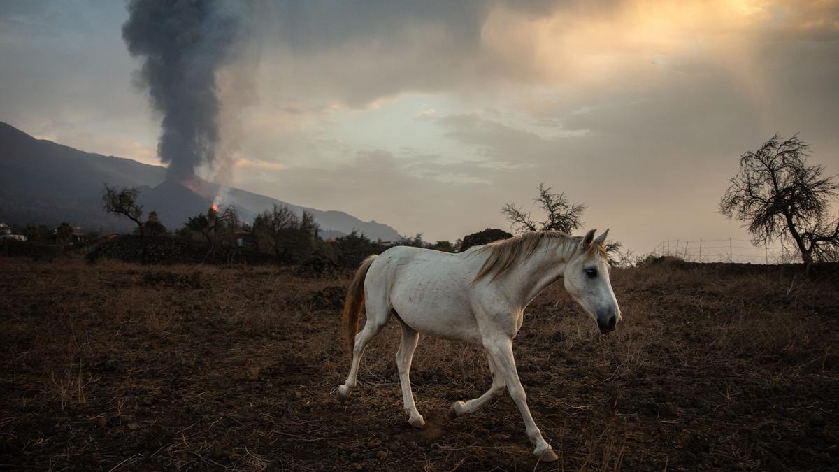 Un caballo de una finca de Tacande de Abajo, en La Palma.
