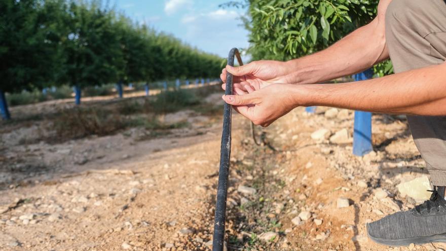 El sistema de riego a goteo del Serpis reduce un 37% el agua consumida