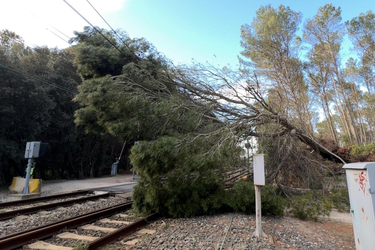 Arbol accidentado
