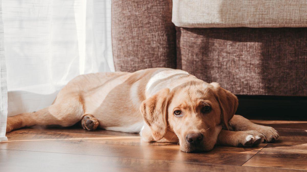 Un perro recostado en el interior de un domicilio