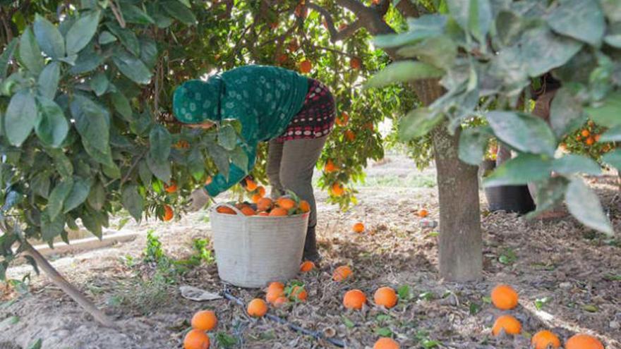 Una mujer se afana a recoger naranjas ayer en la Vega Baja.