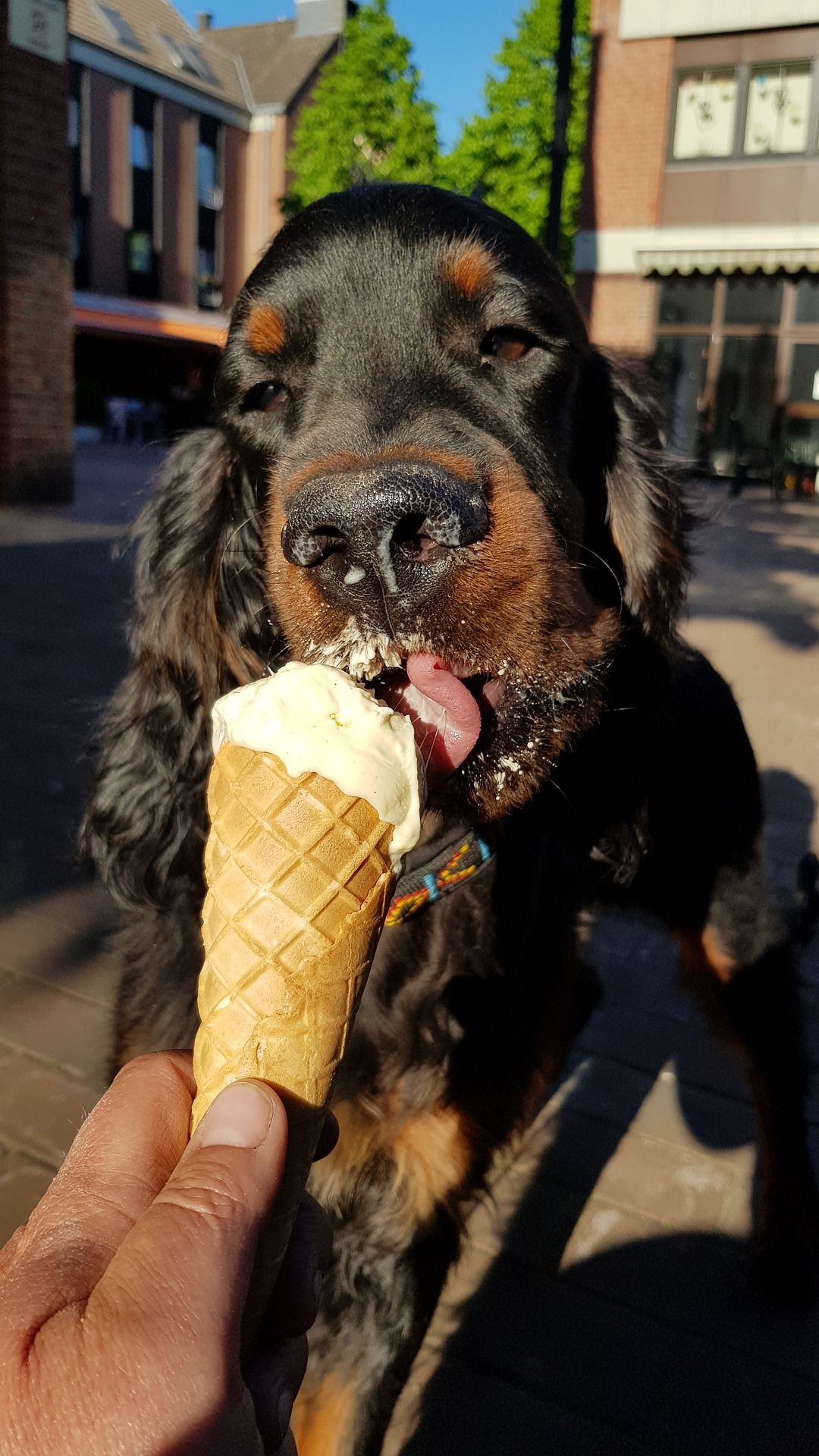 Los helados de humanos no son recomendables para perros.