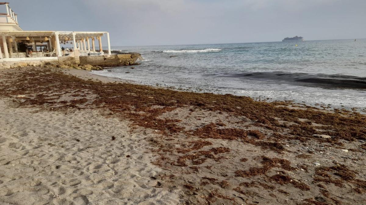 Alga invasora en los Baños del Carmen. | ALFONSO VÁZQUEZ