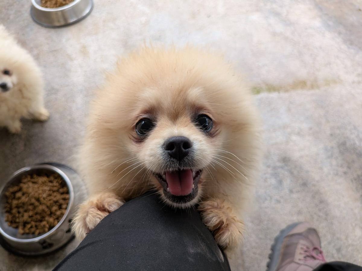 La evolución de los perros incautados en un criadero de Gijón, en imágenes La evolución de los perros incautados en un criadero de Gijón, en imágenes