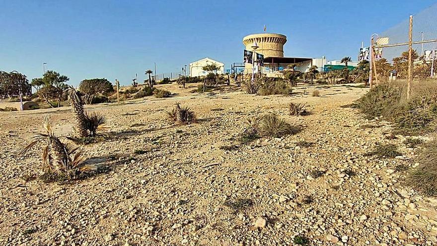 Ejemplares secos en el entorno de la Torre de la Illeta. | INFORMACIÓN