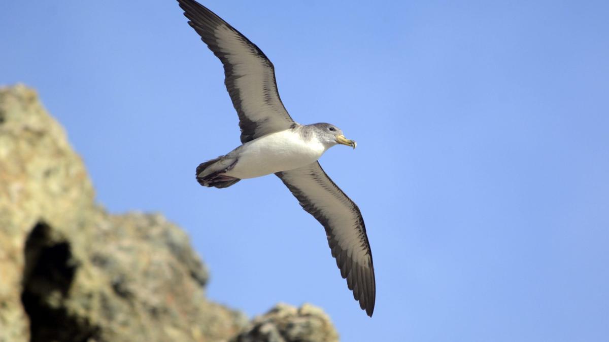 Las aves marinas, en peligro por culpa de la pesca