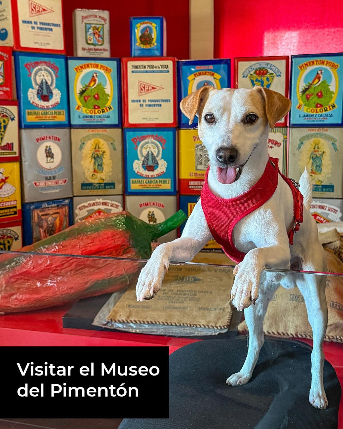 Pipper on tour en el Museo del Pimentón