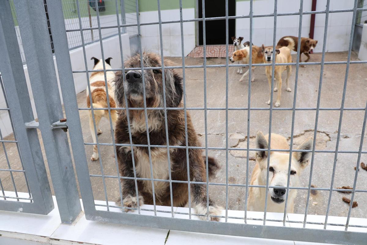 La Asociación Protectora de Animales dice adiós al refugio de A Madroa tras casi medio siglo