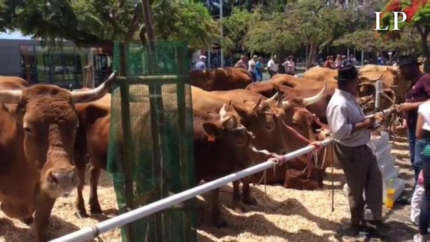 ¿Sabías...? | 30 de mayo, Día de Canarias