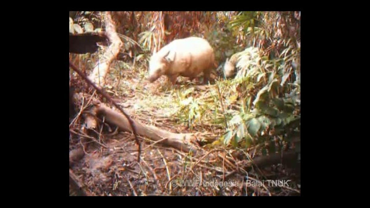 Rinoceront de Java i la seva cria, captats amb una càmera de vídeo automàtica.