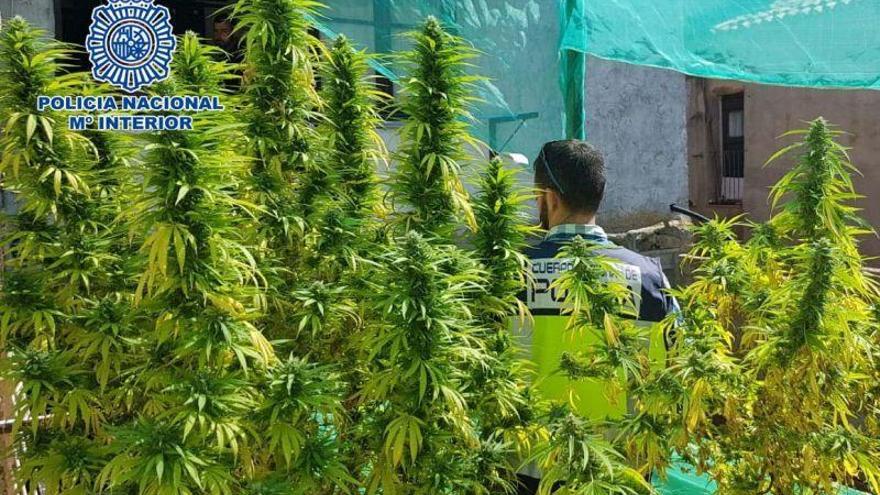 La Policía Nacional realiza un operativo contra el cultivo de marihuana en domicilios