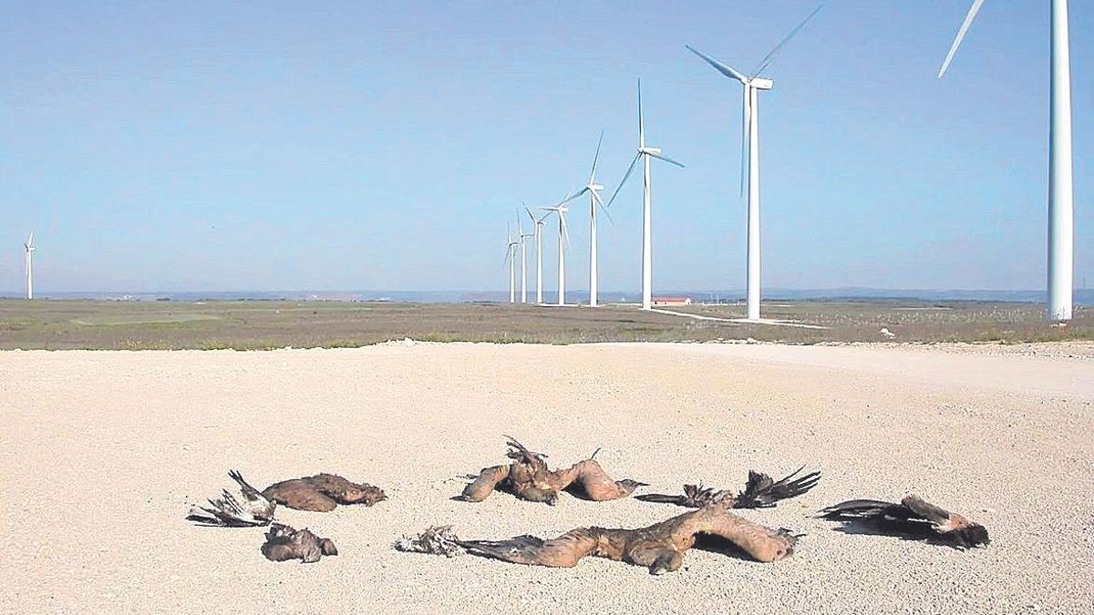 ¿Son compatibles las energías renovables y la conservación de la biodiversidad?