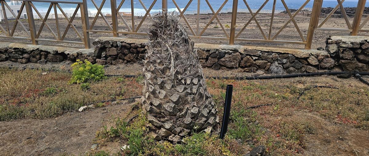 Vecinos denuncian abandono de jardines públicos en la zona de El Agujero en Gáldar